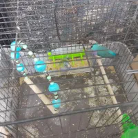 ی جفت فنج گلدین با سابقه ی جوجه دهی خوشگل ک زیبا