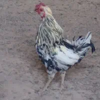 خروس گلین