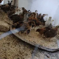 جوجه محلی بهترین مولد