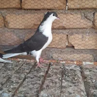 طاقی کاکلی اصل