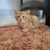 بچه گربه بریتیش مو کوتاه