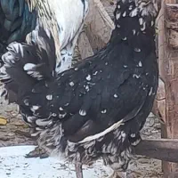 فروش مرغ گلین کاکلی