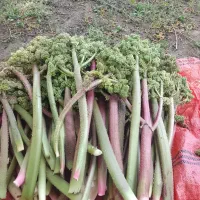 ریواسی|عمده‌فروشی|جعفرآباد, |دیوار