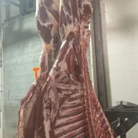 فروش گوشت گوسفند و گوساله