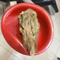 دکوری جمجمه
