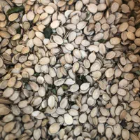 تخمه هندوانه فروشی