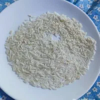 برنج شیرودی
