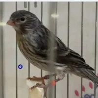 قناری نر  بخون