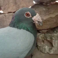 سبز