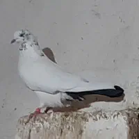 کفتر دم سیاه