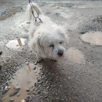 حیوان خانگی