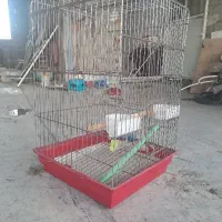 قفس کوچک مرغ عشق