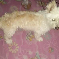 فروش سگ پاکوتاه نژاد تریر