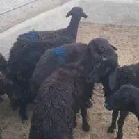 بره ماده  گوسفند