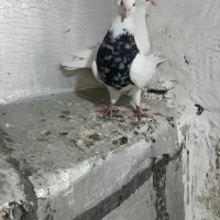 جفت طوقی عروسک