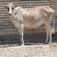 گاو.  گوساله  گوسفند   بز بره.  گاومیش