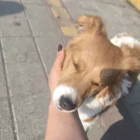 اشپیتز پا کوتاه