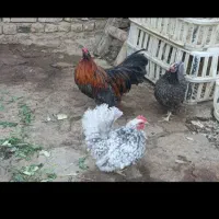 مرغ و خروس پاکوتاه گمشده
