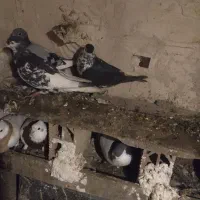 کفتر ساده افشون