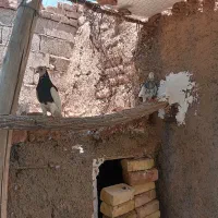 کبوتر