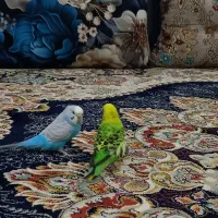 مرغ عشق
