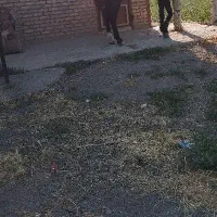 اسب مشکی