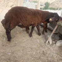 بره نر همو قوچ