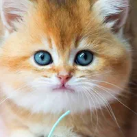 بچه گربه اسکاتیش فولد و بریتیش فنجونی(( رقابتی))|گربه|تهران, پونک|دیوار