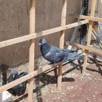کبوتر نر مسافتی و کبوتر نر هما بلند پرواز پرشی