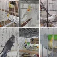 فروش یا معاوضه تعدادی عروس هلندی و مرغ عشق