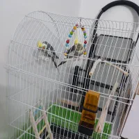 عروس هلندی با قفس