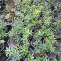 پتسپروم یاس هلندی شمشاد طلایی