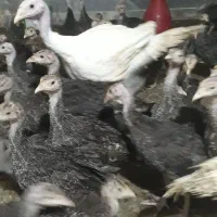 جوجه مرغ جوجه بوقلمون