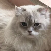 اسکاتیش نر عقیم