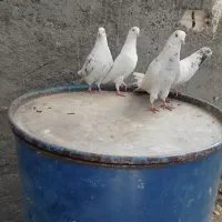 ۴تاکفترپرشی