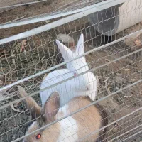 واگذاری خرگوش دورگه