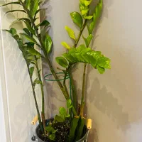 گیاه زاموفیلیا