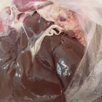 جگر.  دمبه بره نر