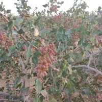 فروش باغ پسته یک هکتاری