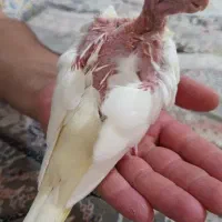 جوجه عروس