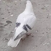 کفتر باخت رفته