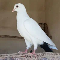 کفتر ماده دم سیاه