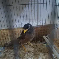 مرغ مینا افغان