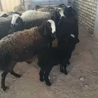 ۸ راس بره شالی چهارتا تازه دندون عوض کردن