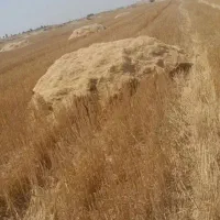 کاه گندم آبی در رامهرمز