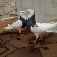 کفتر توقی نر و ماده