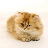 گربه ی همتا بریتیش مو بلند چشم سبز زمردی