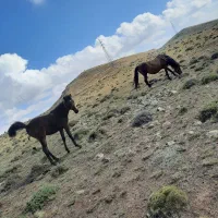 اسب مادیان درجه یک
