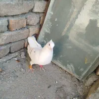کبوتر گردی
