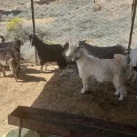 ۳ رلس بز غاله